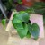 epipremnum pinnatum aureum (2).jpg