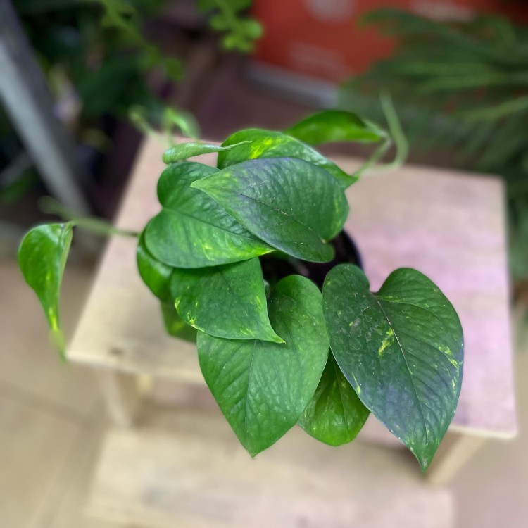 epipremnum pinnatum aureum (2).jpg