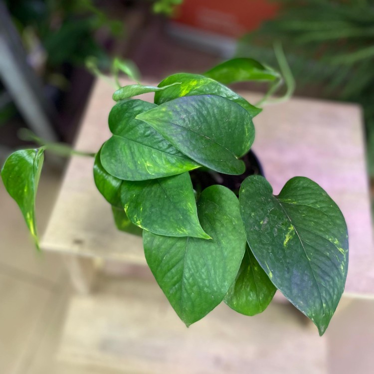 epipremnum pinnatum aureum (3).jpg