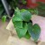 epipremnum pinnatum aureum (1).jpg