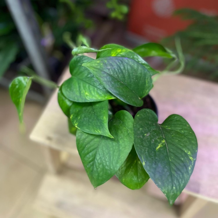 epipremnum pinnatum aureum (1).jpg