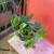Epipremnum aureum Jungle Star- Marble Green (7).jpg