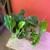 Epipremnum aureum Jungle Star- Marble Green (10).jpg