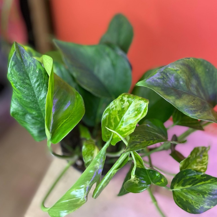 Epipremnum aureum Jungle Star- Marble Green (6).jpg