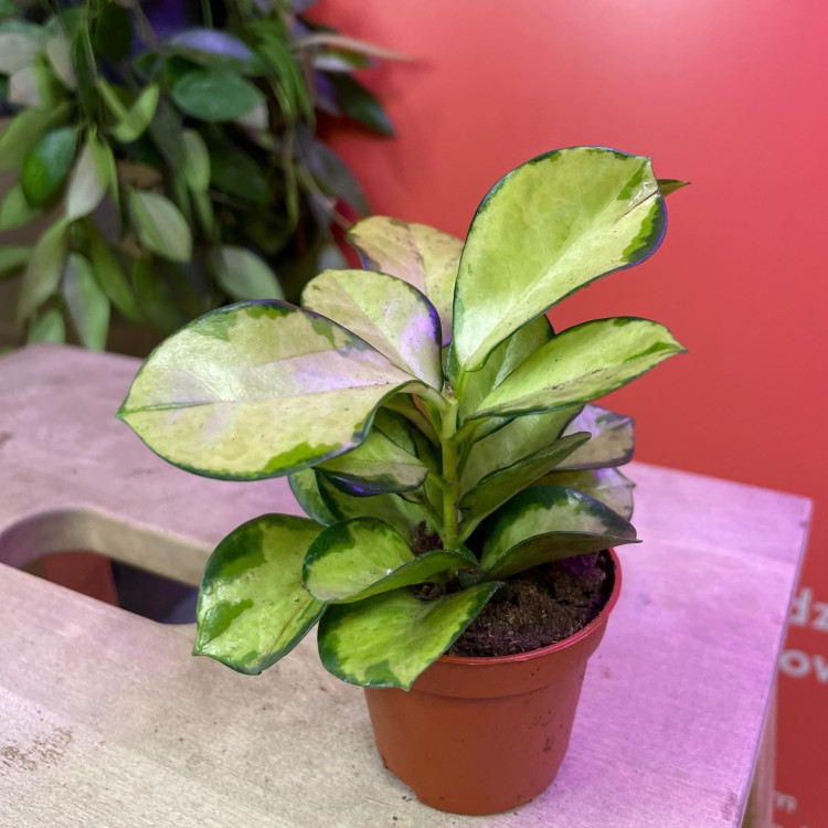 hoya lisa (13).jpg