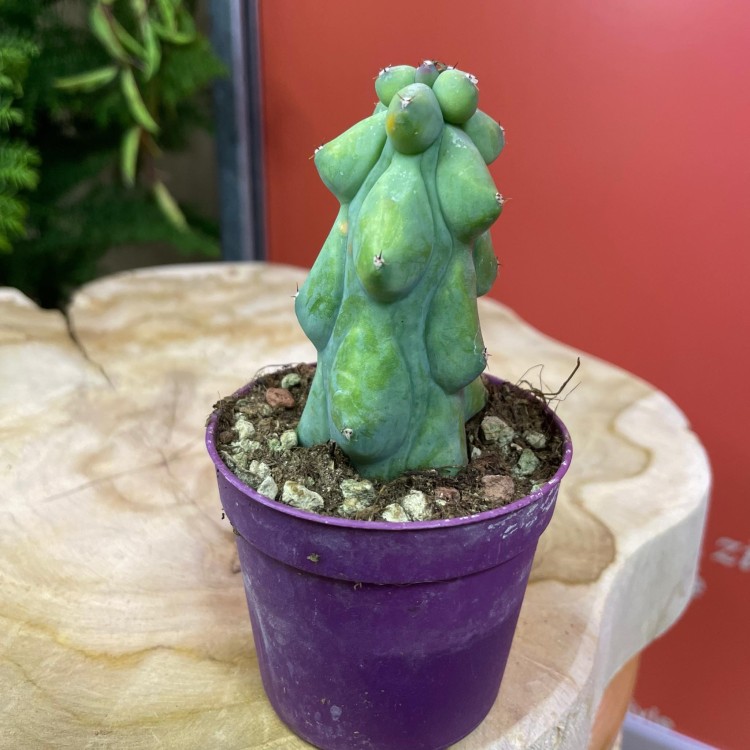Myrtillocactus geometrizans 'Fukurokuryuzinboku' kaktus (2).jpg