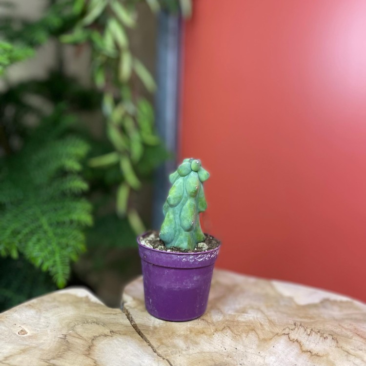 Myrtillocactus geometrizans 'Fukurokuryuzinboku' kaktus (4).jpg