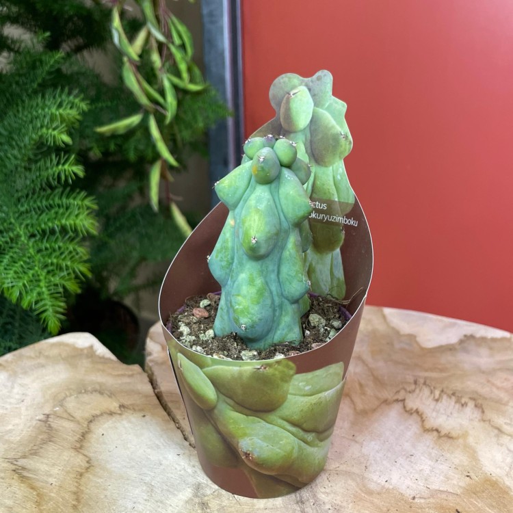 Myrtillocactus geometrizans 'Fukurokuryuzinboku' kaktus (5).jpg