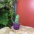 Myrtillocactus geometrizans 'Fukurokuryuzinboku' kaktus (6).jpg