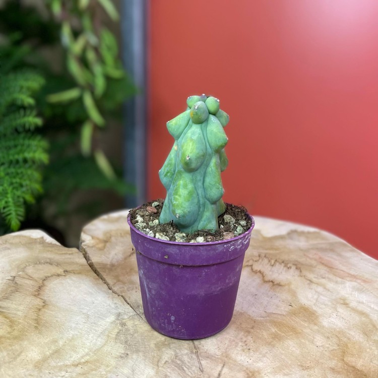 Myrtillocactus geometrizans 'Fukurokuryuzinboku' kaktus (7).jpg