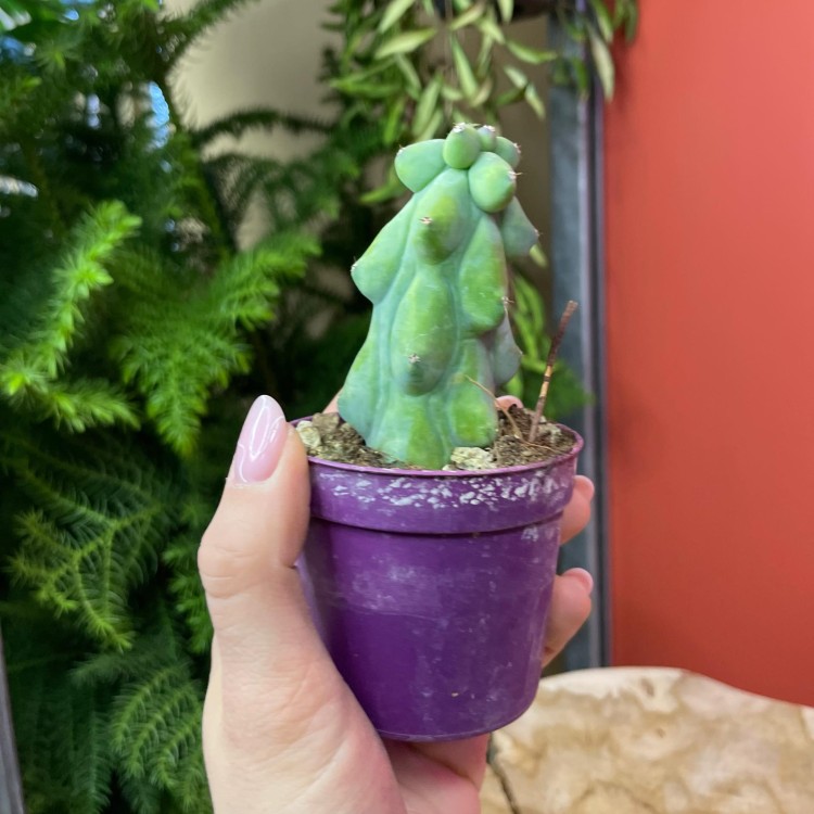 Myrtillocactus geometrizans 'Fukurokuryuzinboku' kaktus (1).jpg