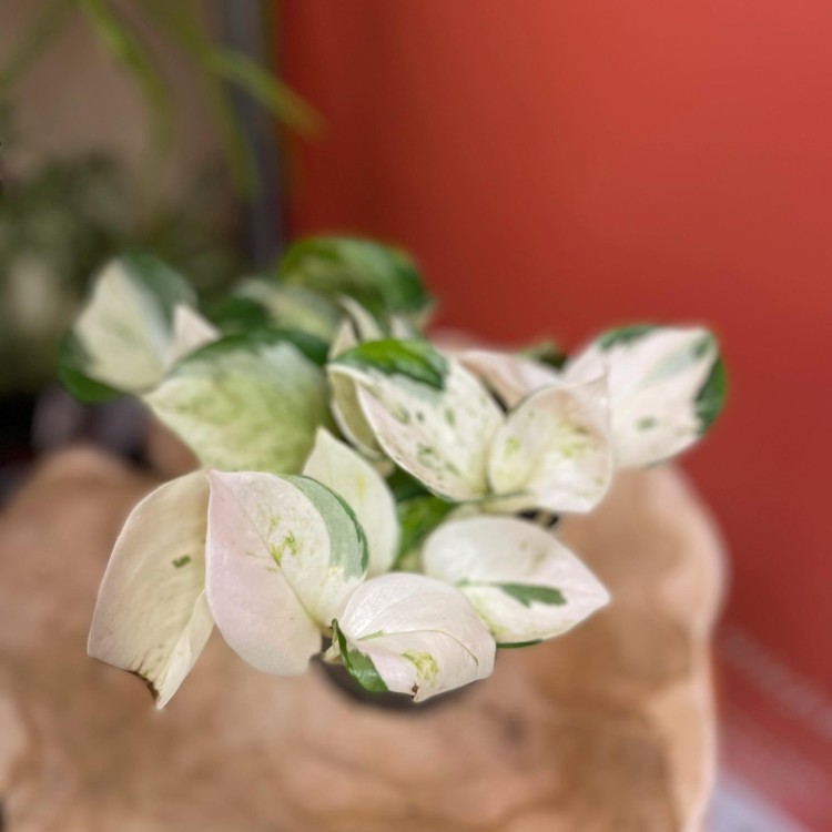 epipremnum happy leaf (2).jpg