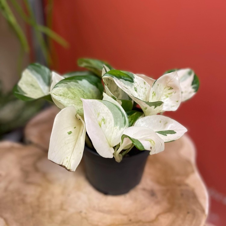 epipremnum happy leaf (1).jpg