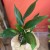 aspidistra elatior aspidistra wyniosła  (3).jpg