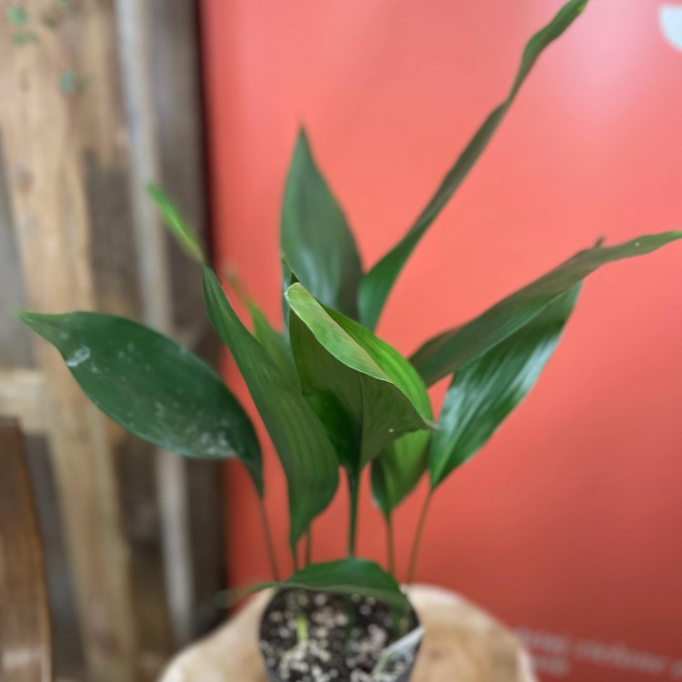 aspidistra elatior aspidistra wyniosła  (4).jpg