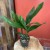 aspidistra elatior aspidistra wyniosła  (5).jpg