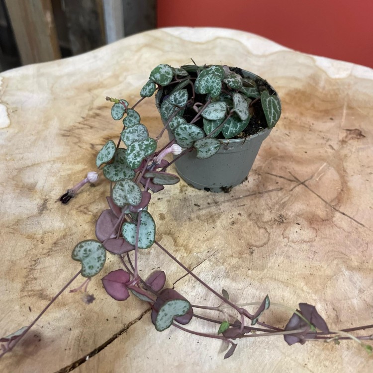 ceropegia woodii (2).jpg