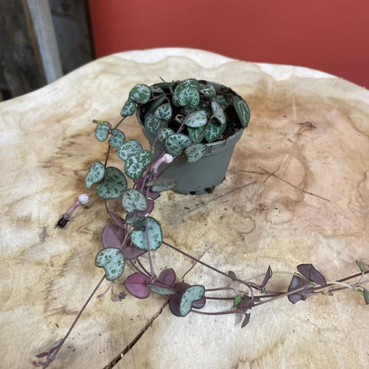 ceropegia woodii (3).jpg
