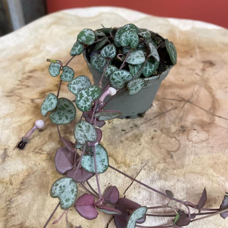 ceropegia woodii (1).jpg