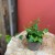 fikus pnący ZIELONY Ficus pumila 'Sunny Green' (10).jpg