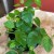 fikus pnący ZIELONY Ficus pumila 'Sunny Green' (11).jpg