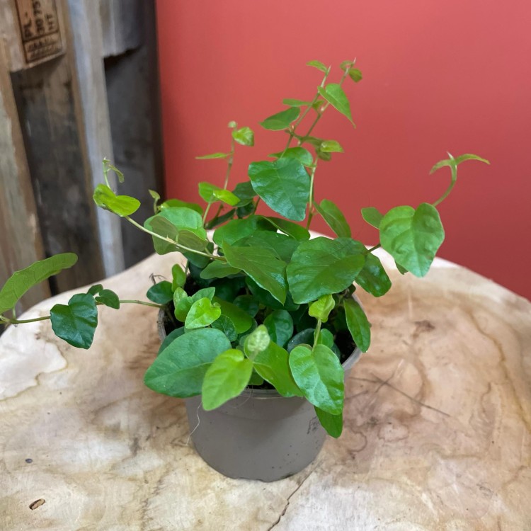 fikus pnący ZIELONY Ficus pumila 'Sunny Green' (13).jpg