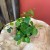 fikus pnący ZIELONY Ficus pumila 'Sunny Green' (14).jpg