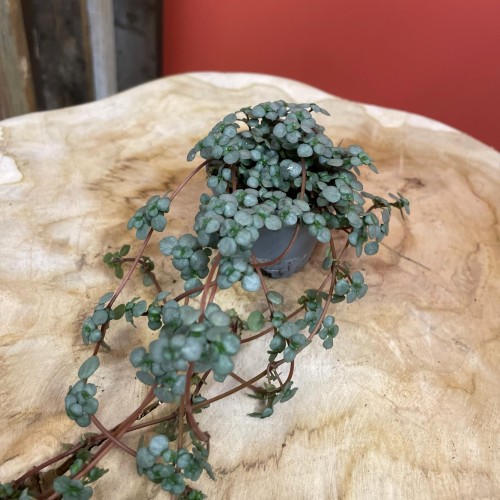 pilea glaucophylla 'Greyzy'  DØ6cm (4).jpg