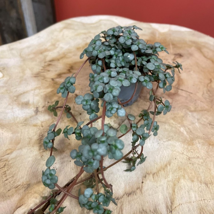 pilea glaucophylla 'Greyzy'  DØ6cm (6).jpg