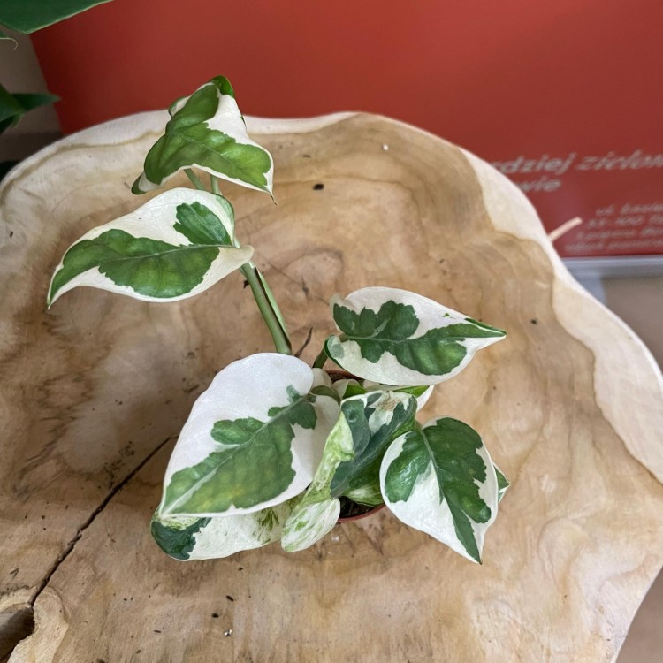 Epipremnum aureum 'NJoy' DØ6cm ŁACIATE (2).jpg