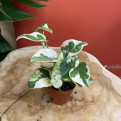 Epipremnum aureum 'NJoy' DØ6cm ŁACIATE (3).jpg