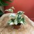 Epipremnum aureum 'NJoy' DØ6cm ŁACIATE (3).jpg