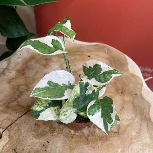 Epipremnum aureum 'NJoy' DØ6cm ŁACIATE (4).jpg
