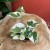 Epipremnum aureum 'NJoy' DØ6cm ŁACIATE (4).jpg