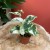 Epipremnum aureum 'NJoy' DØ6cm ŁACIATE (1).jpg