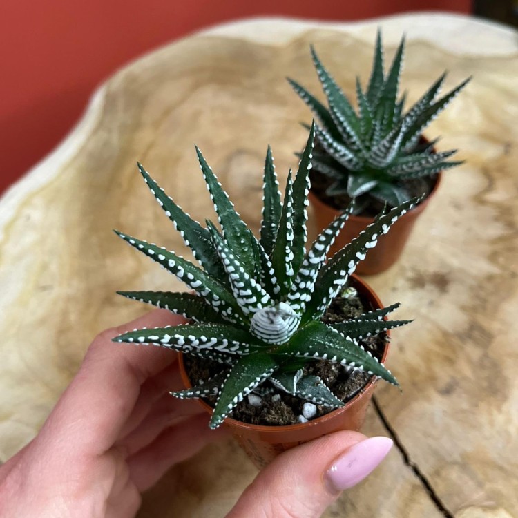 haworthia fasciala 'big band (1).jpg