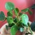 pilea  pieniążek  peperomoides  (4).jpg