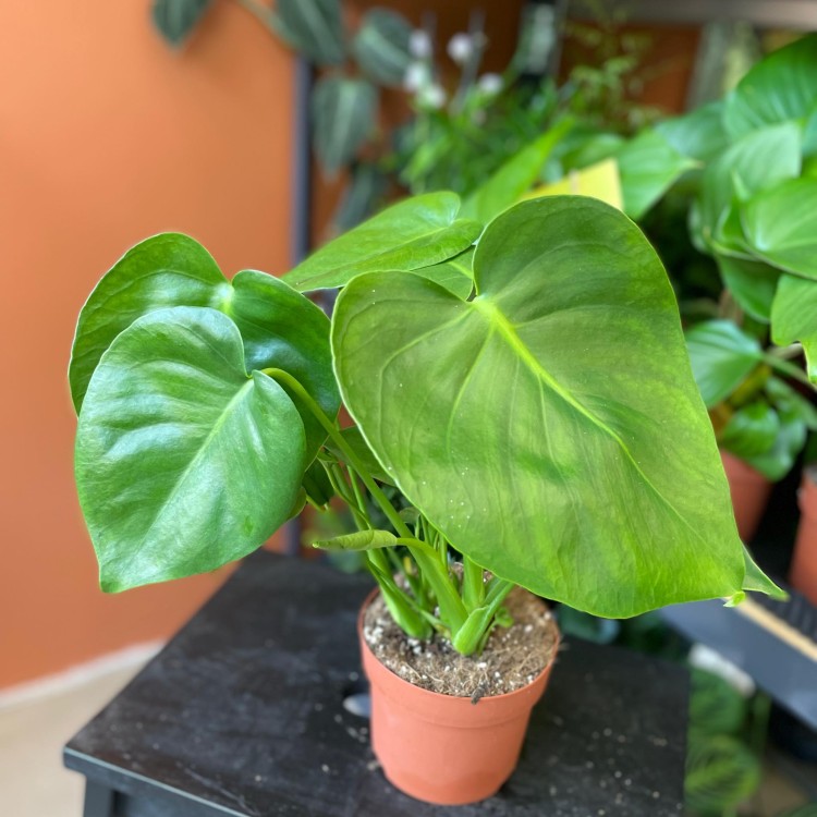 Monstera dziurawa  deliciosa (3).jpg