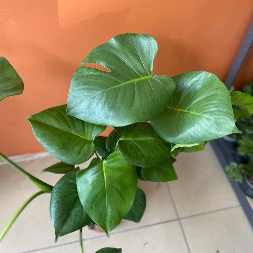 monstera dziurawa (2).jpg