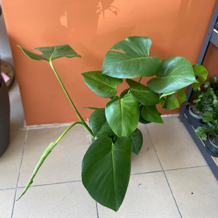 monstera dziurawa (3).jpg