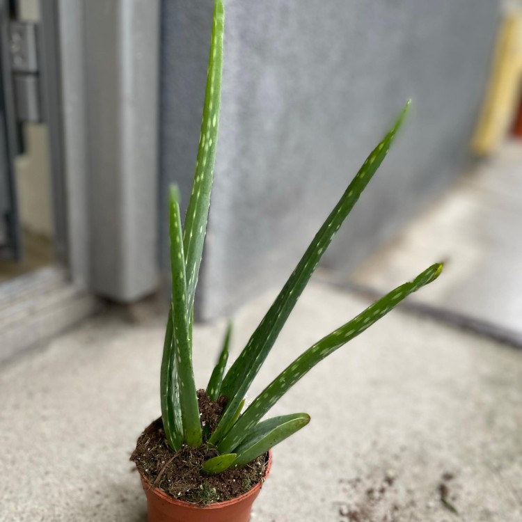 aloes vera (3).jpg