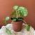 pilea mojito pieniążek  peperomoides DØ 12cm (2).jpg