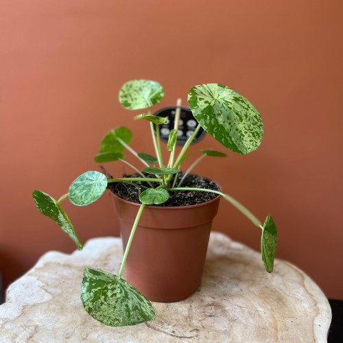 pilea mojito pieniążek  peperomoides DØ 12cm (3).jpg