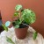 pilea mojito pieniążek  peperomoides DØ 12cm (4).jpg