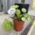 pilea mojito pieniążek  peperomoides DØ 12cm (5).jpg