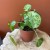 pilea mojito pieniążek  peperomoides DØ 12cm (1).jpg