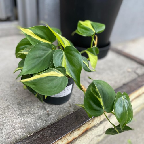 filodendron philodendron brasil (6).jpg
