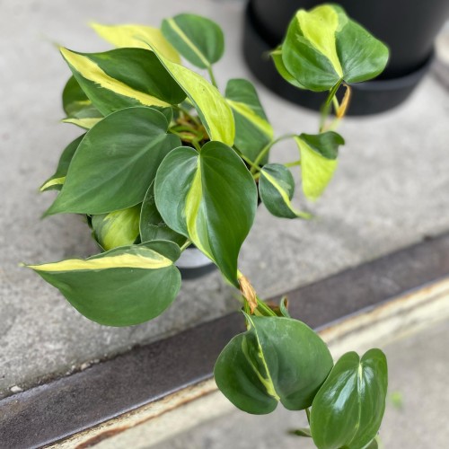 filodendron philodendron brasil (5).jpg