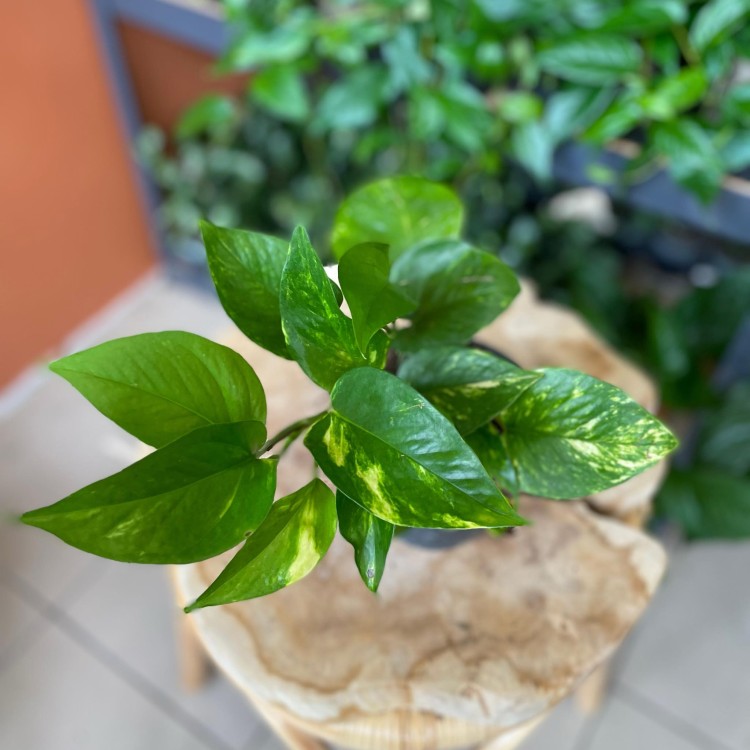 epipremnum pinnatum aureum  (3).jpg