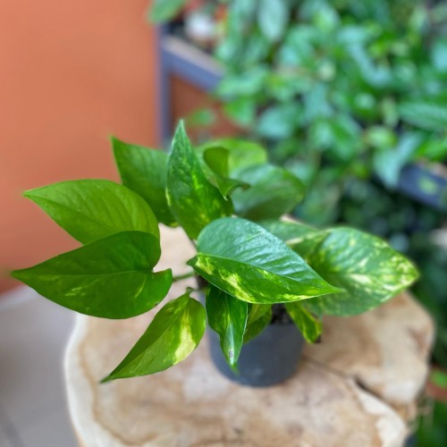 epipremnum pinnatum aureum  (1).jpg